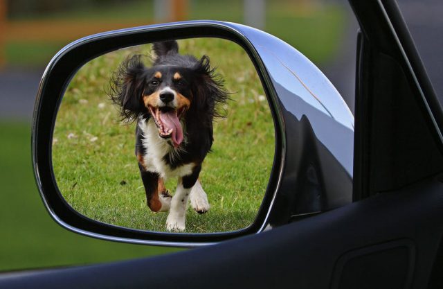 Potrącenie psa na ulicy – co z odszkodowaniem za uszkodzone auto?